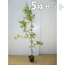 ■送料無料■【5本セット】 イロハモミジ 樹高1.5m前後 ...