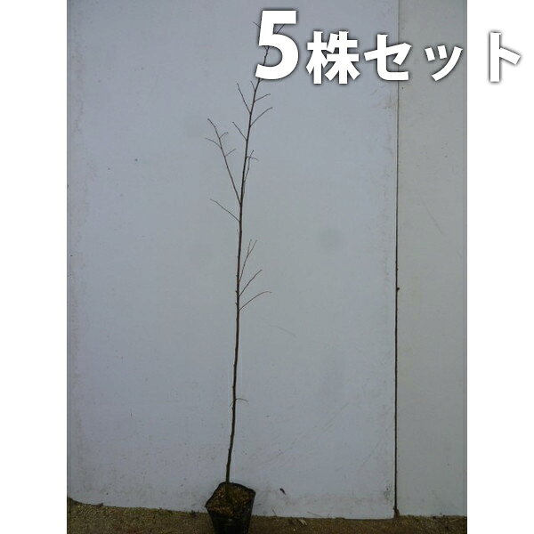 ■送料無料■【5本セット】 エノキ 樹高1.0m前後 10.5cmポット えのき 榎 苗木 苗 植木 ...
