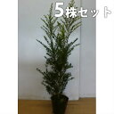 ■送料無料■【5本セット】 キンメツゲ 樹高0.8m前後 15cmポット 苗木 苗 (金芽ツゲ) 生垣 植木 庭木 生け垣 生垣 目隠し