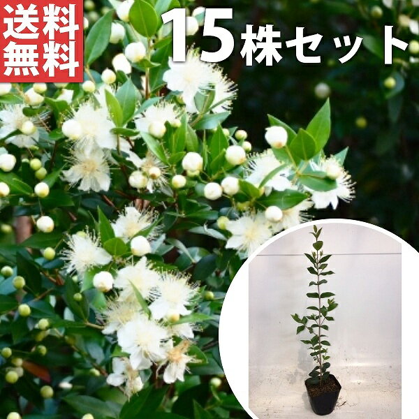 ������̵������15�ܥ��åȡ� ����Х��� ����0.3m���� 9cm�ݥå� ���߲� ����Ф��� �ޡ��ȥ����� ���� �� ���� ���� ������ �֤�ڤ����� ��Ƥ˲�...