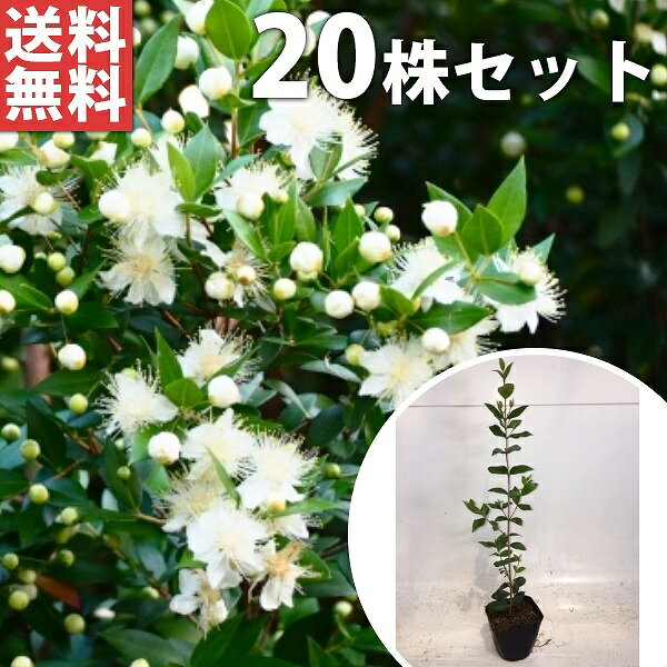 ������̵������20�ܥ��åȡ� ����Х��� ����0.3m���� 9cm�ݥå� ���߲� ����Ф��� �ޡ��ȥ����� ���� �� ���� ���� ������ �֤�ڤ����� ��Ƥ˲�...