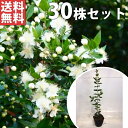 ■送料無料■【30本セット】 ギンバイカ 樹高0.3m前後 9cmポット 銀梅花 ぎんばいか マートル生垣 苗木 苗 植木 庭木 生け垣 花を楽しむ木 初夏に花...