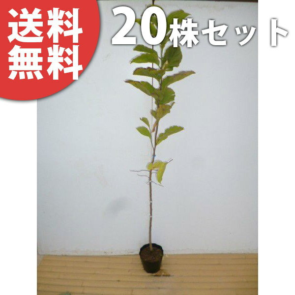 ■送料無料■ コブシ 樹高0.8m前後 10.5cmポット こぶし 苗木 苗 植木 庭木 生け垣 シンボルツリー 落葉樹