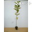 ■送料無料■【5本セット】 コブシ 樹高0.8m前後 10.5cmポット こぶし 苗木 植木 苗 庭木 生け垣 シンボルツリー 落葉樹 5,780円
