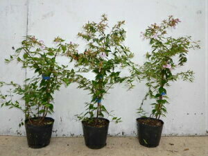 初心者 アベリアの育て方 植え付けから手入れ 挿し木までこれでバッチリ 暮らし の