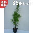 ■送料無料■【35本セット】 アカマツ 樹高0.3m前後 10.5cmポット 赤松 (雌松 メマツ) あかまつ 苗木 苗 植木 庭木 生け垣 シンボルツリー 常...