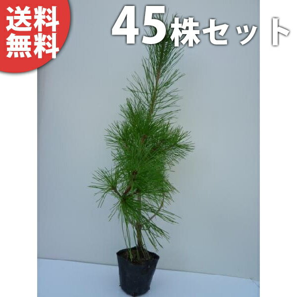 ������̵������45�ܥ��åȡ� �����ޥ� ����0.3m���� 10.5cm�ݥå� �־� (�� ��ޥ�) �����ޤ� ���� �� ���� ���� ������ ����ܥ�ĥ꡼ ��...