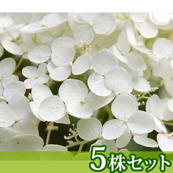 Rakuten - ■送料無料■【5本セット】 アジサイ・アナベル 樹高0.3m前後 15cmポット あじさい・あなべる 紫陽花 苗木 苗 植木 庭木 生け垣 花を楽しむ木 初夏に花を咲かせる植木特集