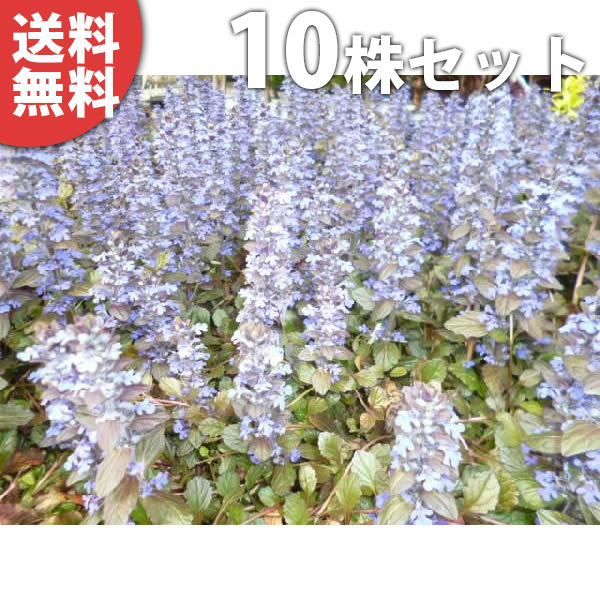 ta-1078-10set.jpg ta-1078-10set.jpg