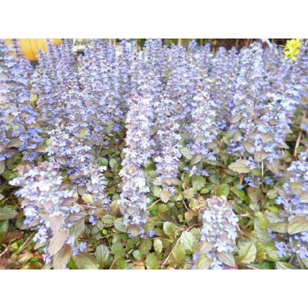 ������̵������28�ݥåȥ��åȡ� �����奬 9cm�ݥåȤ����夬 ���� �� ���� ���� ������ ���𡦥����ɥ��С�