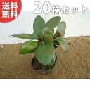 ■送料無料■【20本セット】 シャリンバイ 樹高0.2m前後 9cmポット 車輪梅 しゃりんばい 低い生垣 苗木 苗 植木 庭木 生け垣 中木・低木