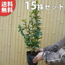 ■送料無料■【15本セット】 ジョウリョクガマズミ 樹高0.3m前後 15cmポット 苗木 苗 植木 庭木 生け垣 シンボルツリー 常緑樹
