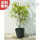 ■送料無料■【10本セット】 シキミ 樹高0.4m前後 15cmポット 苗木 苗 しきみ 樒 櫁 植木 庭木 生け垣 生垣 花を楽しむ木 春に花を咲かせる植木特...