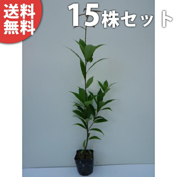 ������̵������15�ܥ��åȡ� ���饫�� ����0.5m���� 10.5cm�ݥå� ���餫�� (�Ƴ� �������� �ʥ�Х���) ���� �� ���� ���� ������ ���� �ܱ�...