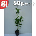 y50{Zbgz AJV 0.5mO 10.5cm|bg 炩 (e~ NKV ioKV) c c A  _ ډBE_