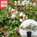 ■送料無料■【15本セット】 アベリア・ベーシック 樹高0....
