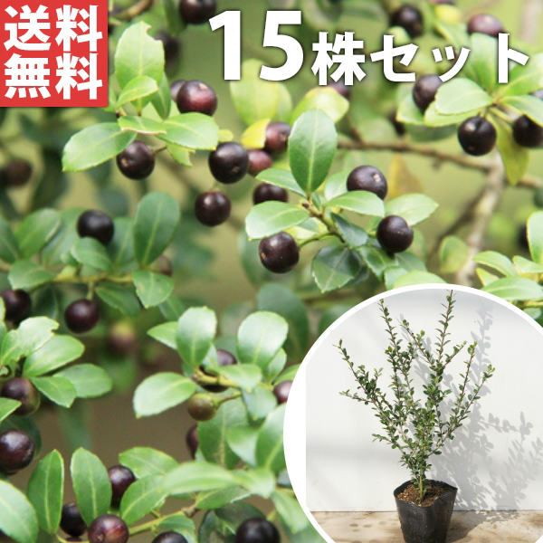 【送料について】送料無料※北海道・沖縄へのお届けはできません。※離島など一部地域は配送ができない場合がございます。【お届けについて】ゆうパックまたはヤマト運輸での発送となります。ご注文を頂きましてから、2〜3営業日での発送となります。休業日が重なる場合は出荷までお時間を頂く場合がございます。予めご理解の程宜しくお願い致します。発送後、お届けまでの日数は下記をご確認ください。九州・中国・関西・四国・中部発送日＋1日北陸・関東・信越・東 北・北海道・沖縄発送日＋2日【商品詳細】サイズ：　樹高0.3m前後セット数：　15本目隠し・生垣 全国有数の植木の里「福岡県田主丸町」から、植木の産地ならではの、自慢の商品をお届け致します。 激安 安い お得 【15本セット】 イヌツゲ樹高0.3m前後 10.5cmポット (犬黄楊) いぬつげ 苗木 苗 植木 庭木 生け垣 送料込み 目隠し・生垣 【15本セット】 イヌツゲ樹高0.3m前後 10.5cmポット (犬黄楊) いぬつげ 苗木 苗 植木 庭木 生け垣 送料込み 目隠し・生垣●楽しみ・特徴鑑賞ポイント洋風・和風・自然風な庭に合わせやすい花つき開花期　6-7月ごろ花色　白実なり実なり　10-11月ごろ葉葉色　.濃緑.葉の形　小樹形樹形　広がらない最終樹高　5m程度用途生け垣、シンボルツリー、など●育て方・性質など特徴や性質大きく育つので広いスペースを確保する分類常緑低木適応地域全国耐寒性強い成長速度30cm／年※環境により異なります日当たり日向〜半日陰を好む推奨植え付け間隔30-40cm◆他の本数セットもありますイヌツゲ 樹高0.3m前後 10.5cmポット【単品】1,180円（送料別）【5本セット】3,780円（送料無料）【10本セット】5,080円（送料無料）【15本セット】6,280円（送料無料）【20本セット】8,380円（送料無料）【25本セット】9,680円（送料無料）【30本セット】11,000円（送料無料）【35本セット】12,300円（送料無料）【40本セット】13,600円（送料無料）【45本セット】14,900円（送料無料）【50本セット】16,200円（送料無料）他のサイズ、種類をもっと見る＞＞