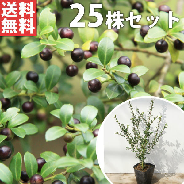 【送料について】送料無料※北海道・沖縄へのお届けはできません。※離島など一部地域は配送ができない場合がございます。【お届けについて】ゆうパックまたはヤマト運輸での発送となります。ご注文を頂きましてから、2〜3営業日での発送となります。休業日が重なる場合は出荷までお時間を頂く場合がございます。予めご理解の程宜しくお願い致します。発送後、お届けまでの日数は下記をご確認ください。九州・中国・関西・四国・中部発送日＋1日北陸・関東・信越・東 北・北海道・沖縄発送日＋2日【商品詳細】サイズ：　樹高0.3m前後セット数：　25本目隠し・生垣 全国有数の植木の里「福岡県田主丸町」から、植木の産地ならではの、自慢の商品をお届け致します。 激安 安い お得 【25本セット】 イヌツゲ樹高0.3m前後 10.5cmポット (犬黄楊) いぬつげ 苗木 苗 植木 庭木 生け垣 送料込み 目隠し・生垣 【25本セット】 イヌツゲ樹高0.3m前後 10.5cmポット (犬黄楊) いぬつげ 苗木 苗 植木 庭木 生け垣 送料込み 目隠し・生垣●楽しみ・特徴鑑賞ポイント洋風・和風・自然風な庭に合わせやすい花つき開花期　6-7月ごろ花色　白実なり実なり　10-11月ごろ葉葉色　.濃緑.葉の形　小樹形樹形　広がらない最終樹高　5m程度用途生け垣、シンボルツリー、など●育て方・性質など特徴や性質大きく育つので広いスペースを確保する分類常緑低木適応地域全国耐寒性強い成長速度30cm／年※環境により異なります日当たり日向〜半日陰を好む推奨植え付け間隔30-40cm◆他の本数セットもありますイヌツゲ 樹高0.3m前後 10.5cmポット【単品】1,180円（送料別）【5本セット】3,780円（送料無料）【10本セット】5,080円（送料無料）【15本セット】6,280円（送料無料）【20本セット】8,380円（送料無料）【25本セット】9,680円（送料無料）【30本セット】11,000円（送料無料）【35本セット】12,300円（送料無料）【40本セット】13,600円（送料無料）【45本セット】14,900円（送料無料）【50本セット】16,200円（送料無料）他のサイズ、種類をもっと見る＞＞