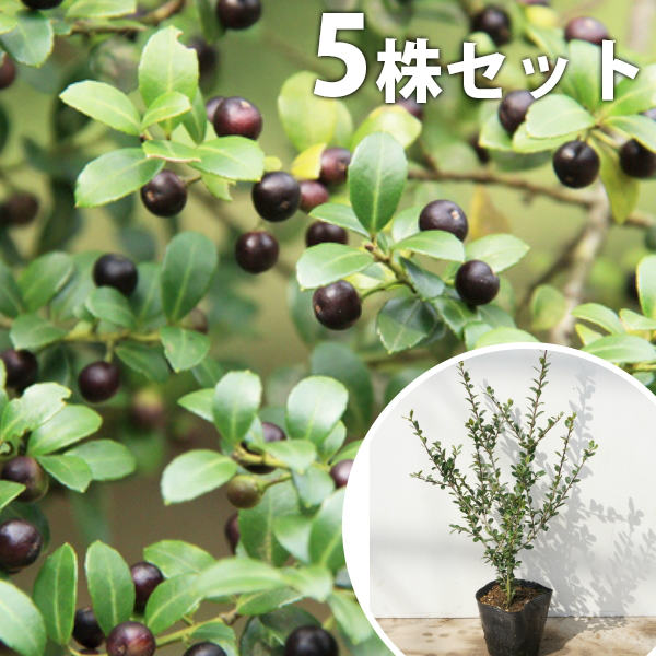 ■送料無料■【5本セット】 イヌツゲ 樹高0.3m前後 10.5cmポット (犬黄楊) いぬつげ 苗木 苗 植木 庭木 生け垣 生垣 目隠し