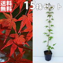 ■送料無料■【15本セット】 イロハモミジ 樹高0.5m前後 10.5cmポット (いろは紅葉 紅葉 モミジ もみじ かえで カエデ 楓) 苗木 苗 植木 庭木...