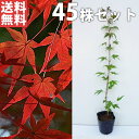 ■送料無料■【45本セット】 イロハモミジ 樹高0.5m前後 10.5cmポット (いろは紅葉 紅葉 モミジ もみじ かえで カエデ 楓) 苗木 苗 植木 庭木...