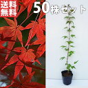 送料無料 【50本セット】 イロハモミジ 樹高0.5m前後 10.5cmポット いろは紅葉 紅葉 モミジ もみじ かえで カエデ 楓 苗木 苗 植木 庭木 生け垣 シンボルツリー 落葉樹