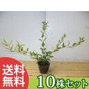 ■送料無料■【10本セット】 ヒメウツギ 樹高0.3m前後 12cmポット :ウツギ 苗木 苗 植木 庭木 生け垣 花を楽しむ木 初夏に花を咲かせる植木特集