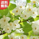 ■送料無料■【15本セット】 エゴノキ 樹高0.3m前後 10.5cmポット えごのき エゴの木 白花 苗木 苗 植木 庭木 生け垣 シンボルツリー 落葉樹