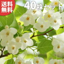 ■送料無料■【40本セット】 エゴノキ 樹高0.3m前後 10.5cmポット えごのき エゴの木 白花 苗木 苗 植木 庭木 生け垣 シンボルツリー 落葉樹