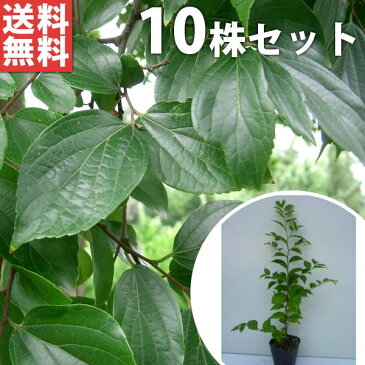 ■送料無料■【10本セット】 エノキ 樹高0.5m前後 10.5cmポット えのき 榎 苗木 植木 苗 庭木 生け垣 シンボルツリー 落葉樹