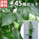 ■送料無料■【45本セット】 エノキ 樹高0.3m前後 10.5cmポット えのき 榎 苗木 苗 植木 庭木 生け垣 シンボルツリー 落葉樹