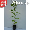 ■送料無料■【20本セット】 オオシマザクラ 樹高0.5m前後 10.5cmポット 大島桜 サクラ・さくら・桜 苗木 苗 植木 庭木 生け垣 シンボルツリー 春...