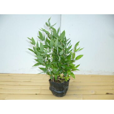 オカメザサ 10.5cmポット おかめざさ オカメ笹 オカメササ おかめ笹 苗木 植木 苗 庭木 生け垣 下草・グランドカバー(お得なセット販売もございます)