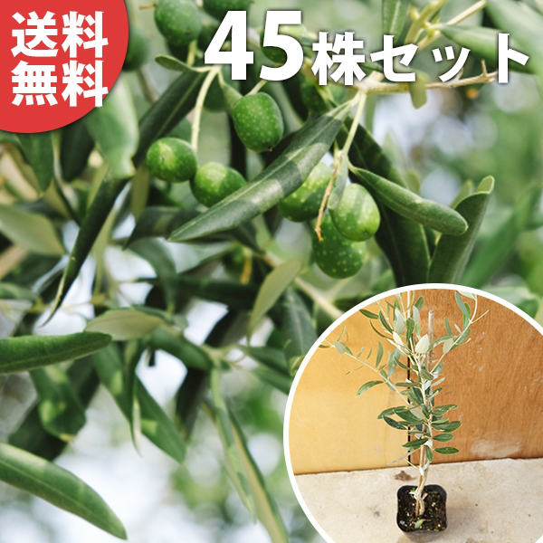 ������̵������45�ܥ��åȡ� ���꡼�� ����0.25m���� 10.5cm�ݥå� ���꡼�֤��� �ʼ�����ʤ����� ȭ������ǽ ���� �� ���� ���� ������ �����...