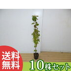 ■送料無料■【10本セット】 ガマズミ 樹高0.3m前後 10.5cmポット がまずみ 苗木 苗 植木 庭木 生け垣 シンボルツリー 落葉樹