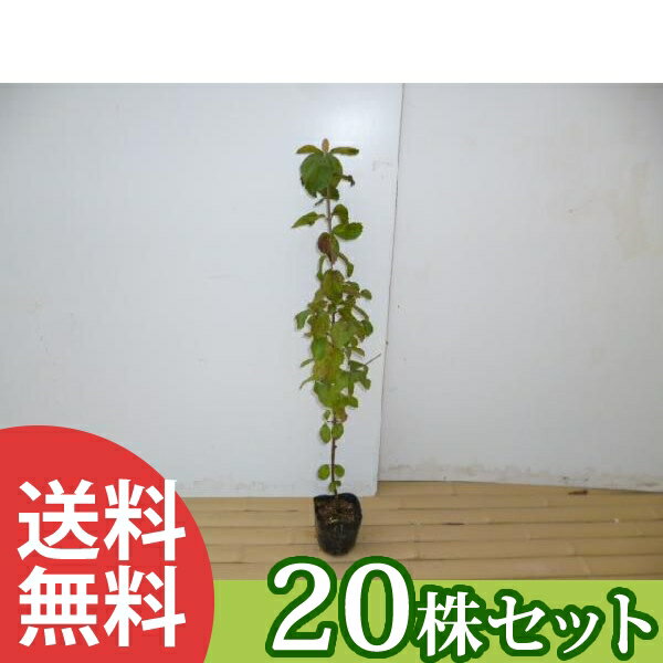 ■送料無料■【20本セット】 ガマズミ 樹高0.3m前後 10.5cmポット がまずみ 苗木 苗 植木 庭木 生け垣 シンボルツリー 落葉樹