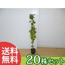■送料無料■【20本セット】 ガマズミ 樹高0.3m前後 10.5cmポット がまずみ 苗木 苗 植木 庭木 生け垣 シンボルツリー 落葉樹