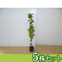 ■送料無料■【5本セット】 ガマズミ 樹高0.3m前後 10.5cmポット がまずみ 苗木 苗 植木 庭木 生け垣 シンボルツリー 落葉樹