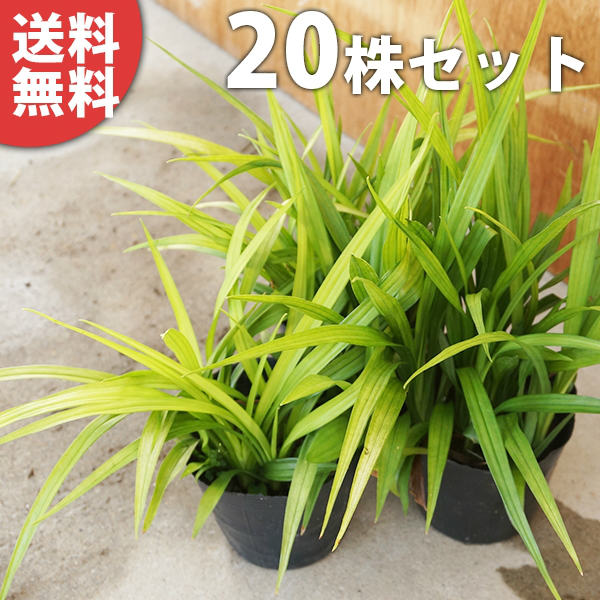 ■送料無料■【20ポットセット】 キチジョウソウ 10.5cmポット 吉祥草 きちじょうそう 苗木 苗 植木 庭木 生け垣 下草・グランドカバー