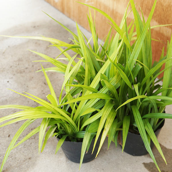 �������祦���� 10.5cm�ݥå� �Ⱦ��� �������礦���� ���� �� ���� ���� ������ ���𡦥����ɥ��С� 1�ܡʤ����ʥ��å����䤢��ޤ���