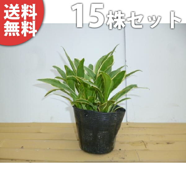 ������̵������15�ݥåȥ��åȡ� �����ꥮ�ܥ��� 9cm�ݥå� ��������� ���ܤ��� ���� �� ���� ���� ������ ���𡦥����ɥ��С�