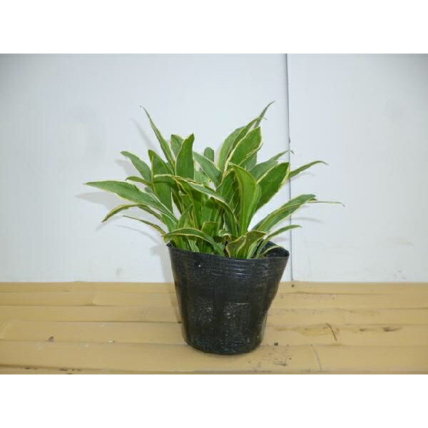 �����ꥮ�ܥ��� 9cm�ݥå� ��������� ���ܤ��� ���� �� ���� ���� ������ ���𡦥����ɥ��С� 1�ܡʤ����ʥ��å����䤢��ޤ���