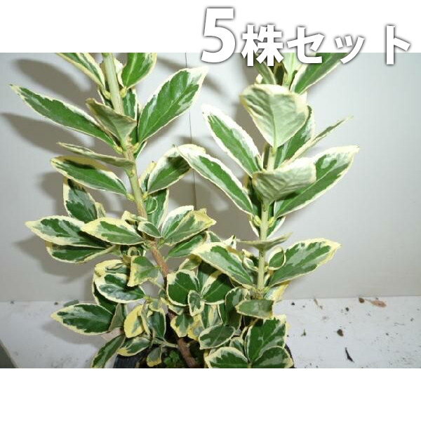 ■送料無料■【5本セット】 斑入りマサキ 樹高1.0m前後 15cmポット （斑入り・フイリマサキ・マサキ） まさき キンマサキ 苗木 苗 植木 庭木 生け垣 生垣 目隠し