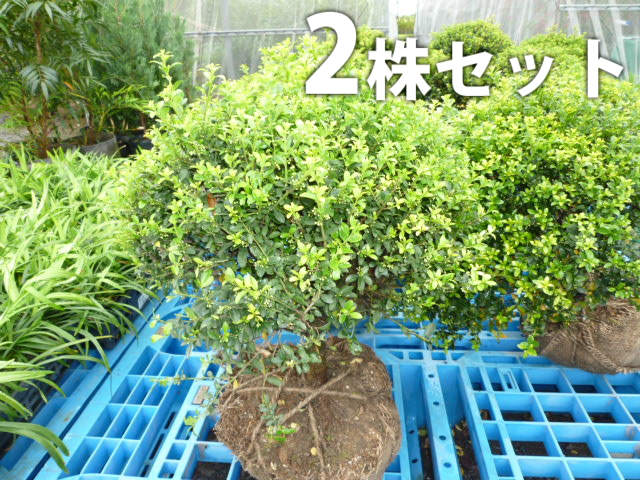 ■送料無料■【2本セット】 キンメツゲ（玉物） 樹高0.3m前後 根巻 玉 仕立て タマツゲ庭木 苗木 苗 植木 庭木 生垣 生け垣 下草・グランドカバー 中木・低木