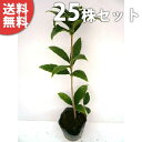 ■送料無料■【25本セット】 キンモクセイ 樹高0.3m前後...