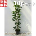 ■送料無料■【10本セット】 キンモクセイ 樹高0.3m前後 15cmポット 金木犀 きんもくせい 苗木 苗 植木 庭木 生垣 生け垣 シンボルツリー 常緑樹