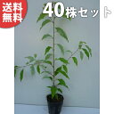 ■送料無料■【40本セット】 クスノキ 樹高0.3m前後 10.5cmポット くすのき 楠 楠の木 苗木 苗 植木 庭木 生け垣 シンボルツリー 常緑樹