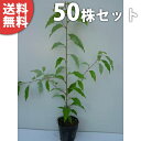 ■送料無料■【50本セット】 クスノキ 樹高0.3m前後 10.5cmポット くすのき 楠 楠の木 苗木 苗 植木 庭木 生け垣 シンボルツリー 常緑樹