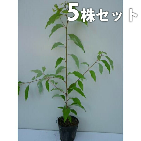 【5本セット】 クスノキ 樹高0.5m前後 10.5cmポット くすのき 楠 楠の木 苗木 苗 植木 庭木 生け垣 シンボルツリー 常緑樹のサムネイル