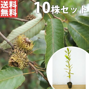 ■送料無料■【10本セット】 クヌギ 樹高0.4m前後 10.5cmポット くぬぎ 椚 櫟 苗木 植木 苗 庭木 生け垣 シンボルツリー 落葉樹